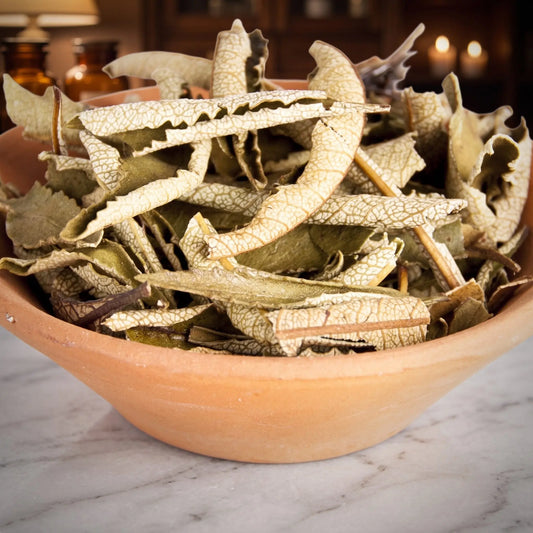 Yerba Santa, sortenreines Räucherwerk von Berk, 10 g: Nahaufnahme der Terracottaschale mit gerollten, ledrigen Yerba-Santa-Blättern vor der warmen, unscharfen Abendapotheke – Spirit of Gaia